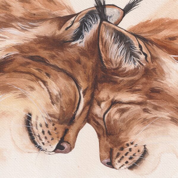 Tableau de lynx, zoom