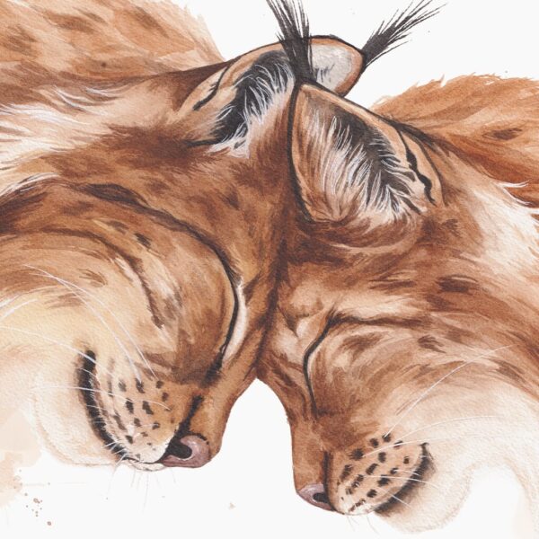 tendre-echo-zoom-lynx-tirage-art Zoom sur Tendre Écho, couple de lynx par Morgane Bouiller