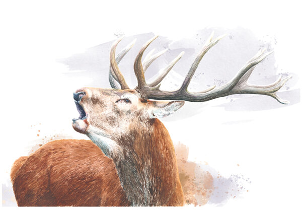 Le Brame - Tirage d'art Le Brame, illustration de cerf élaphe