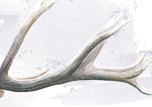 Le Brame - zoom détails bois cerf Zoom sur la texture des bois de cerf de la peinture le Brame, portrait de cerf élaphe par Morgane Bouiller