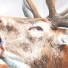 Le Brame Zoom sur la peinture le Brame, portrait de cerf élaphe par Morgane Bouiller