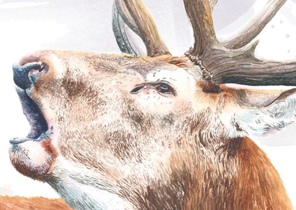 Le Brame Zoom sur la peinture le Brame, portrait de cerf élaphe par Morgane Bouiller