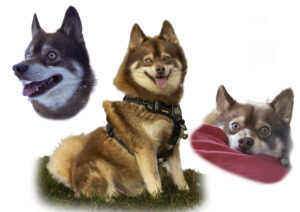 Ulak-30x42-Essence-proposition-2 Portraits personnalisés d'Ulak - réservés.