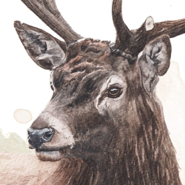 L'Esprit des Forêts, portrait de cerf  – Tirage d'Art