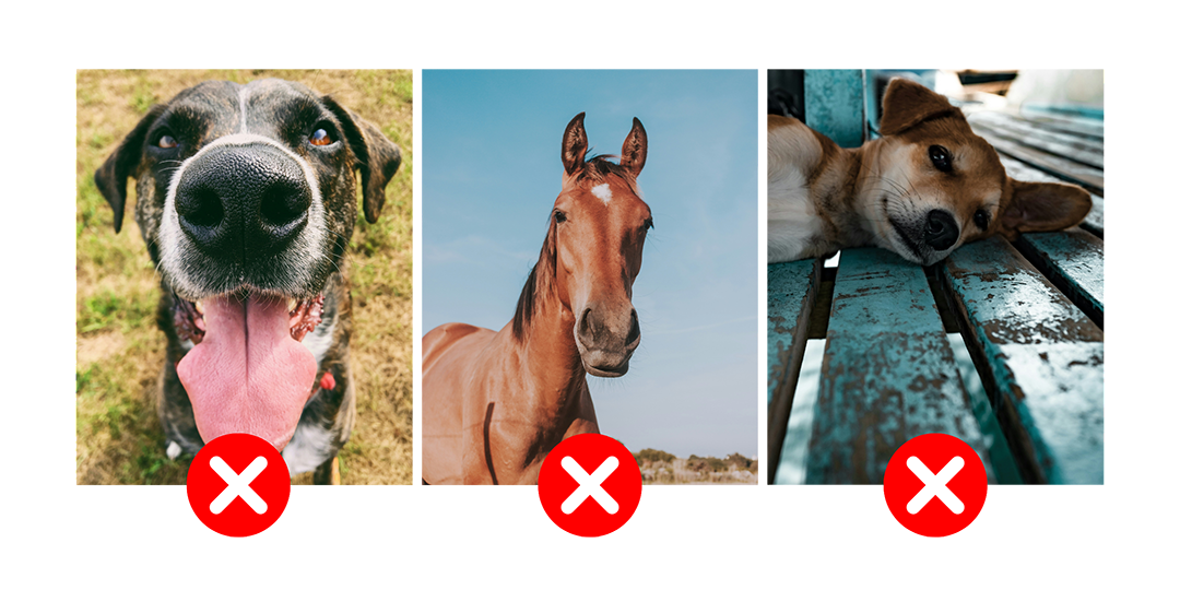 Mauvaises photographies pour un portrait