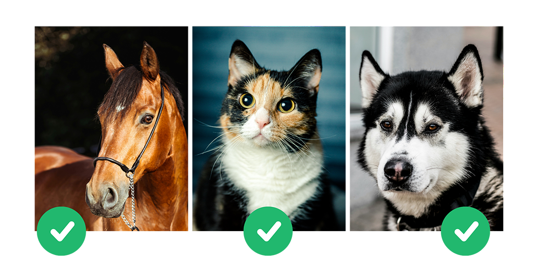 Bonnes photographies pour un portrait personnalisé